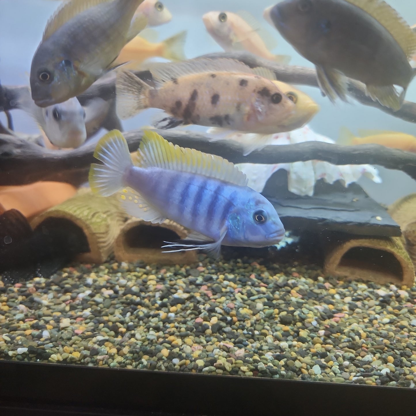 Ice blue red top zebra