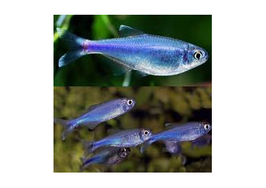 Blue king clearance tetra fish