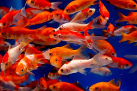 Goldfish comet