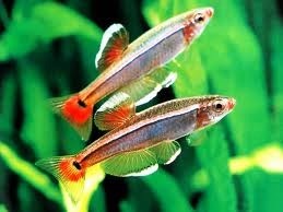 White Cloud Minnow