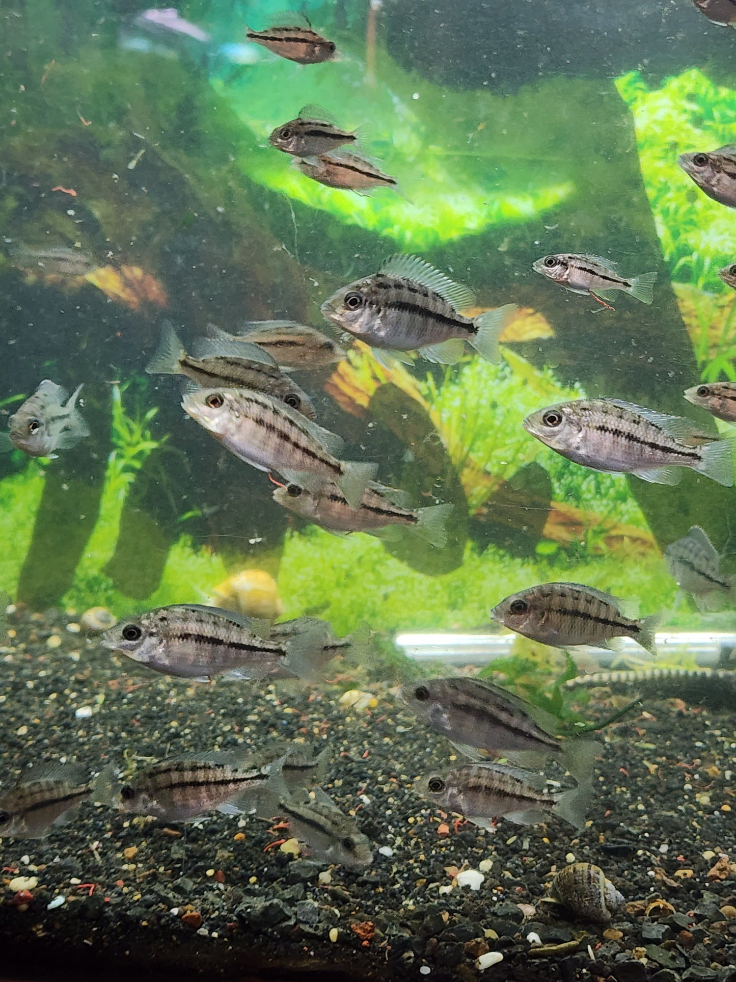 Red Empress cichlid