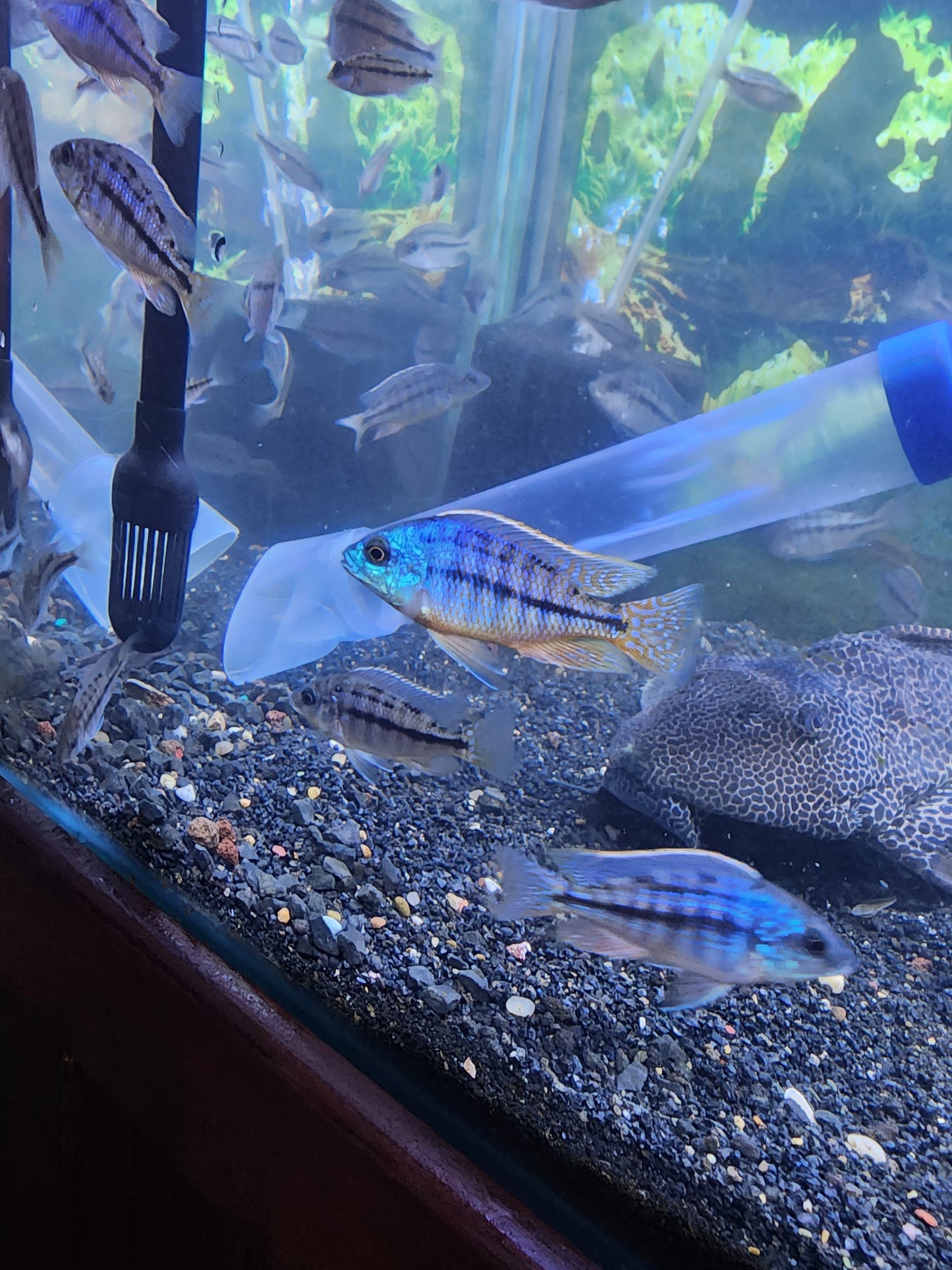 Red Empress cichlid