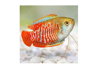 Red Dwarf Gourami