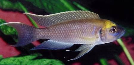 Yellow cap (Lamp. Calliurus Mgara)
