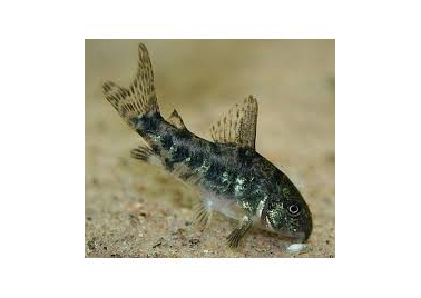 Peppered Corydora (special order)