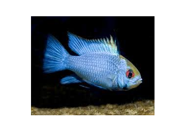 Ram Eletric Blue