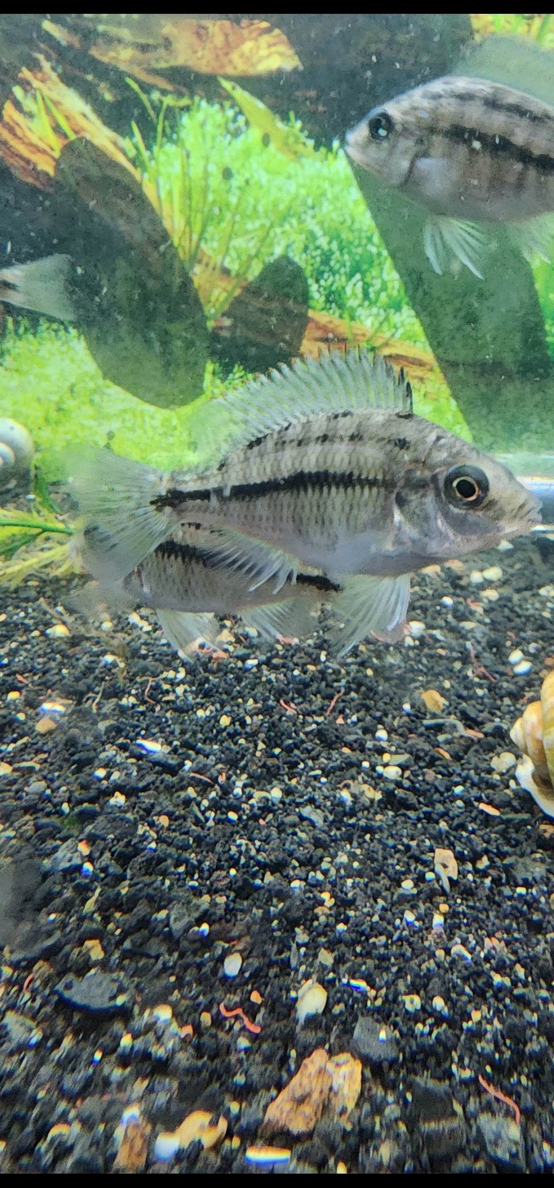 Red Empress cichlid