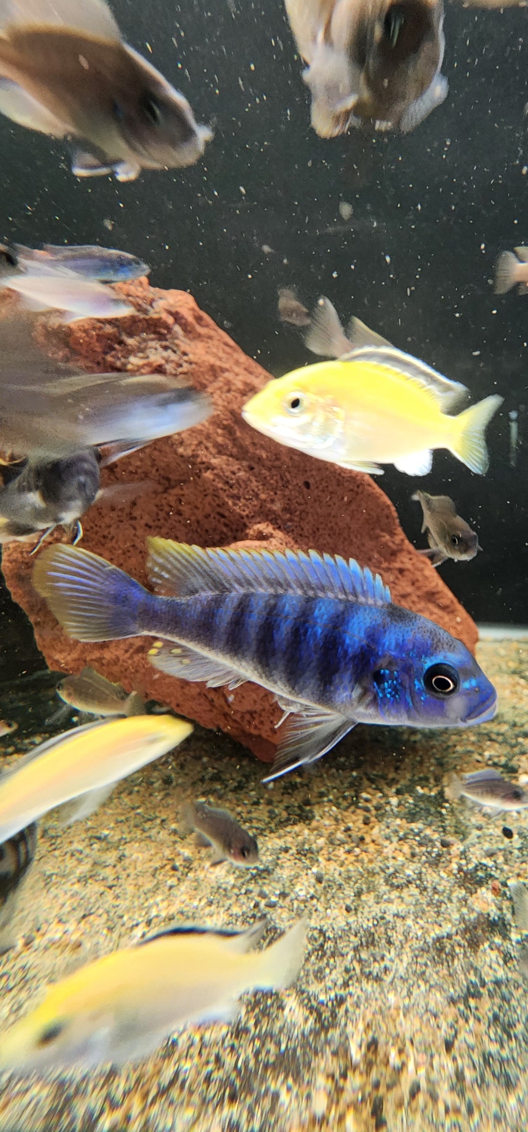 Ice blue red top zebra