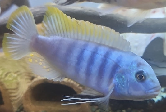 Ice blue red top zebra