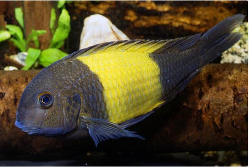 Tropheus Ikola