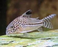 Julli Corydoras