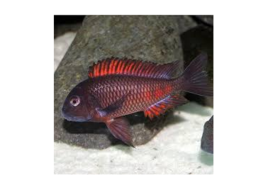 Troupheous Molliro