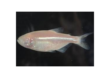 Blind Cave Tetra