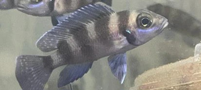 NEOLAMPROLOGUS SIX BAR GOLD (Neolamprologus