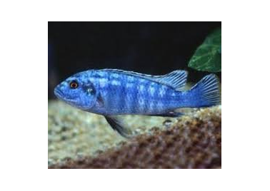 Blue Zebra Cichlid