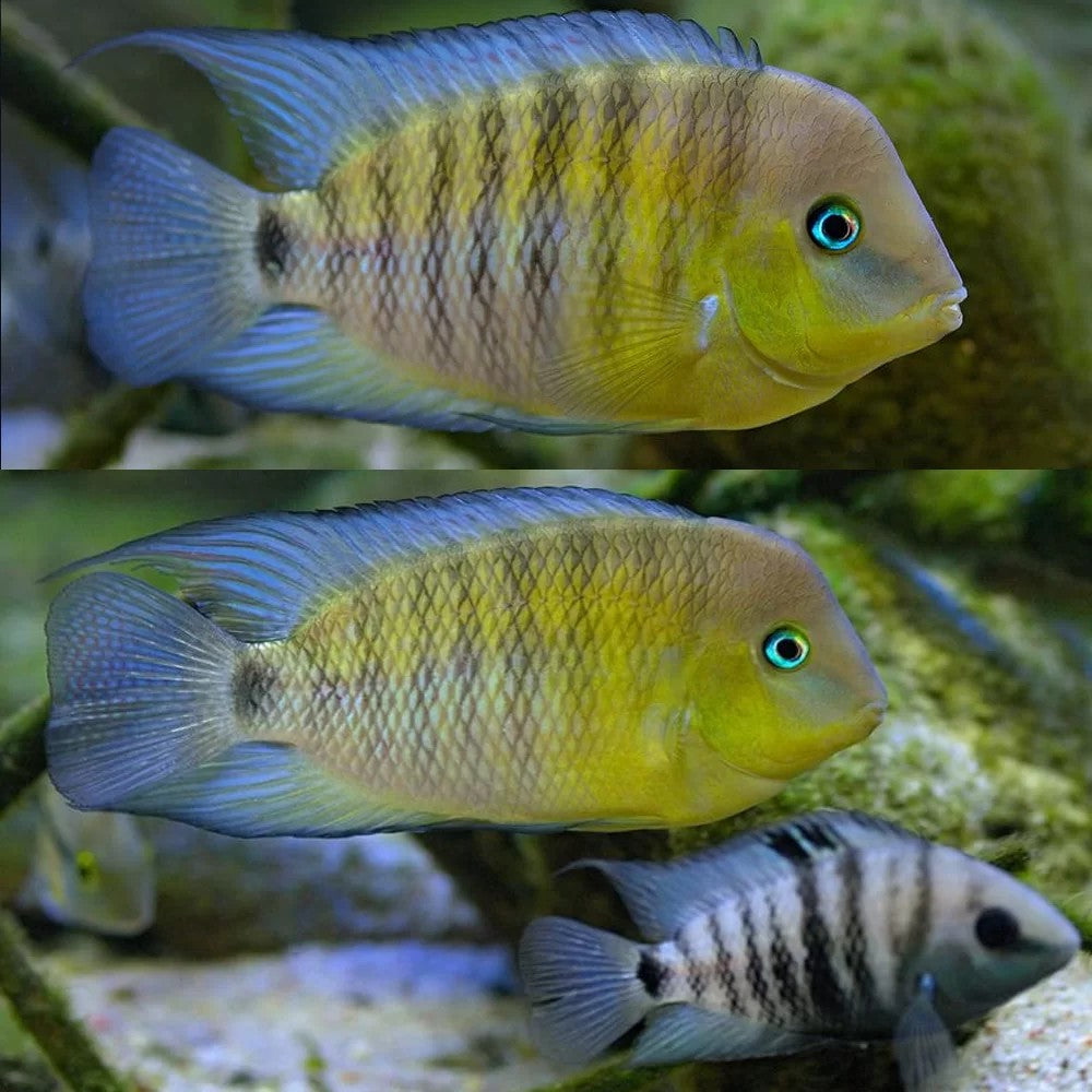 Blue Eyed Cichlid (special order)