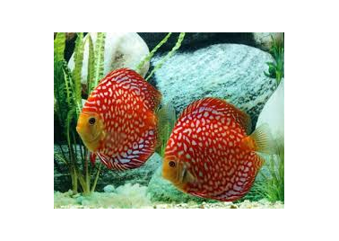 Checkerboard Discus (special order)