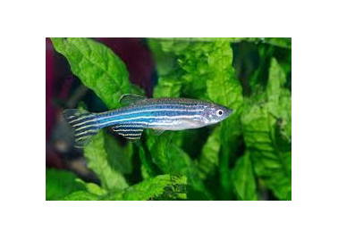 Zebra Danio