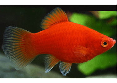 Red Coral Platy (special order)