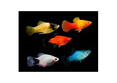 Platy Assorted