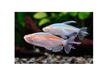 Tetra albino congo