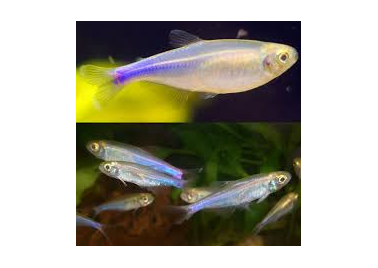 Blue King Albino Tetra (special order)