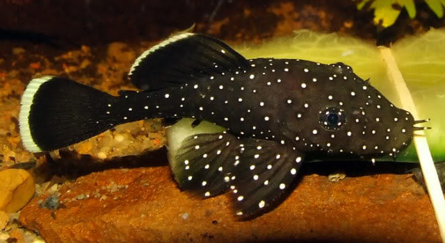 Peppermint bristlenose (special order)