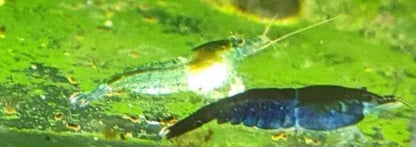 Cherry shrimp Blue