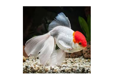 Goldfish Oranda Red Cap (special order)