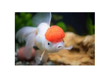 Goldfish Oranda Crown Head (special order)