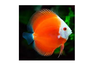 Red Melon Discus (special order)