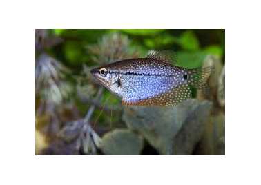 Pearl Gourami (special order)