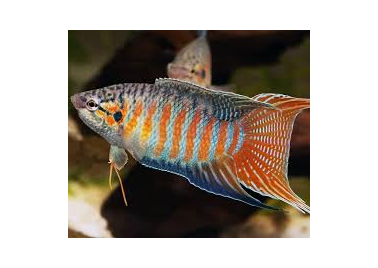 Paradise Gourami (special order)