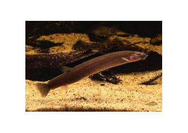 Black Kuhli Loach (special order)