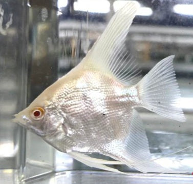 Albino Red Eyed Angel