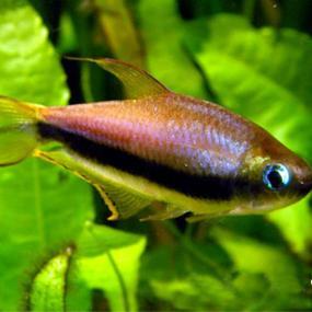 Emperor Tetra (special order)