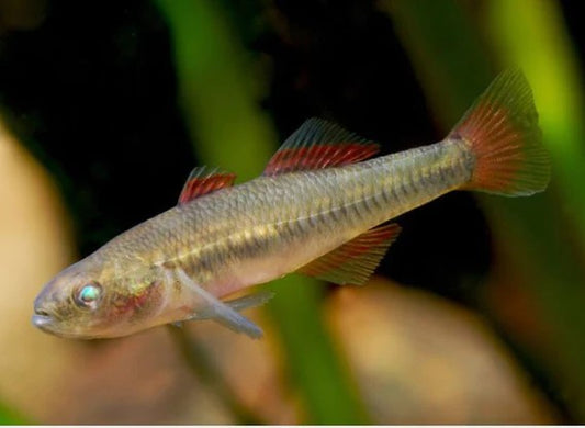 Firetail Gudgeon