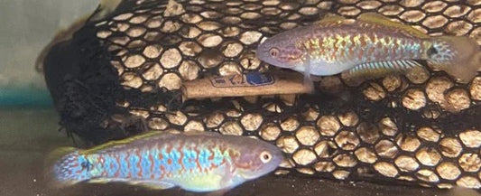 Peacock Gudgeon (special order)