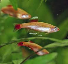 White Cloud Minnow (Gold) (Special order)