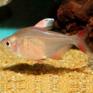 Rosy Tetra (special order)