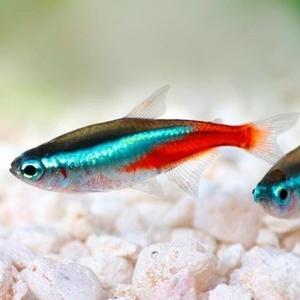 Neon Tetra (special order)