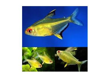 Lemon Tetra (instore)