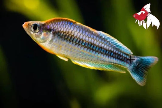 Pygmaea Rainbow