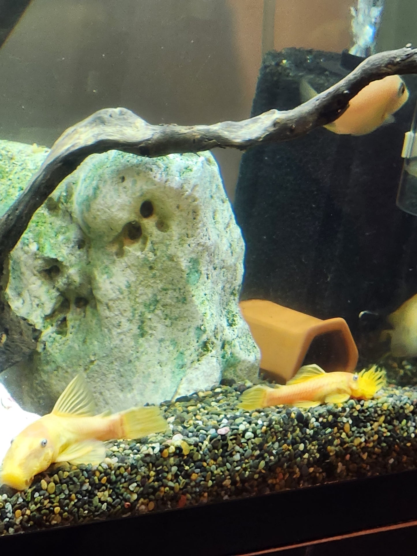 L144 (Lemon blue eye bristlenose)