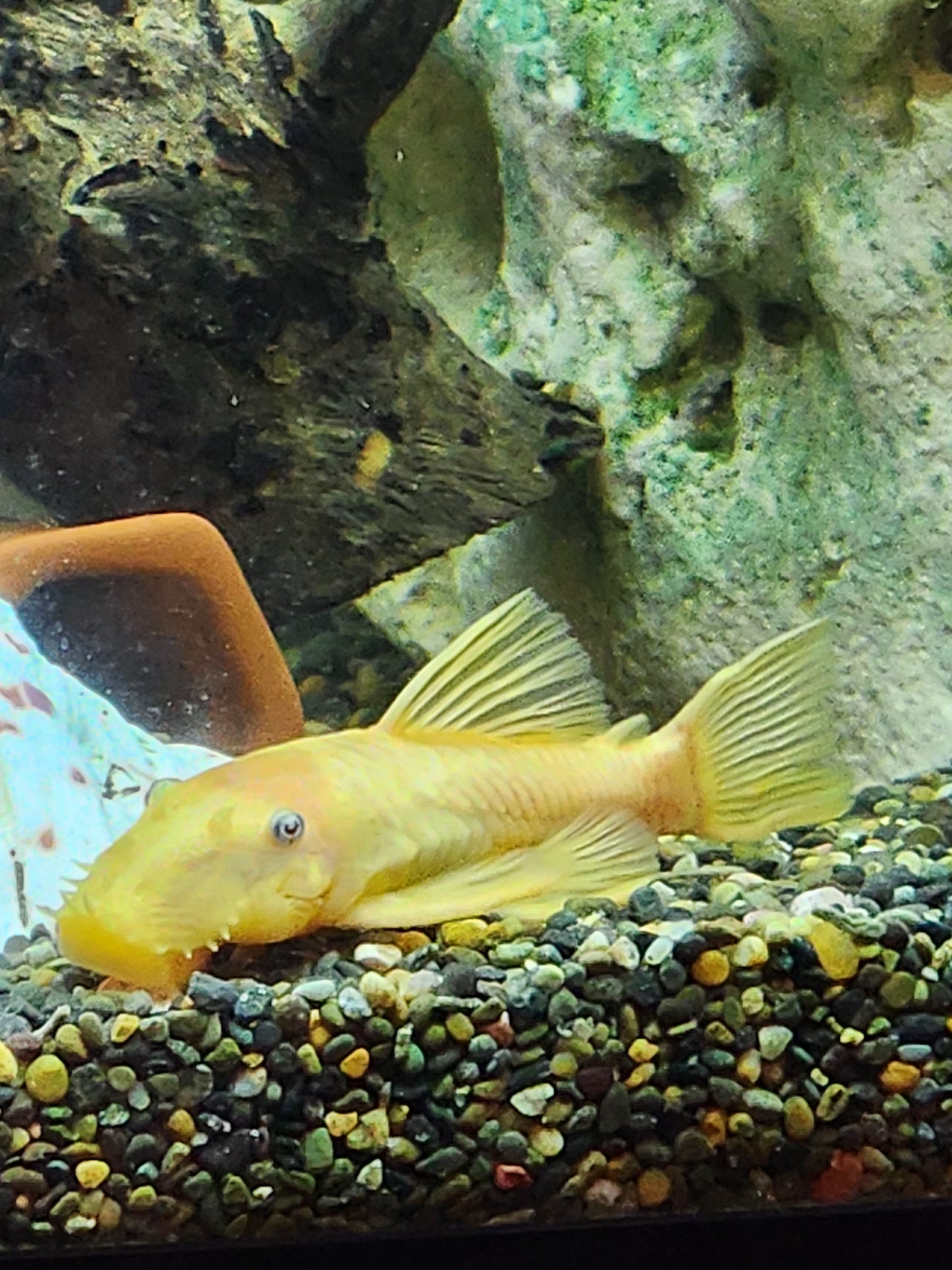 L144 (Lemon blue eye bristlenose)