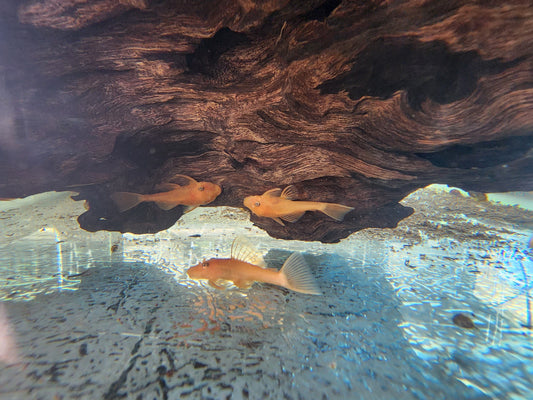 Bristlenose Super Red