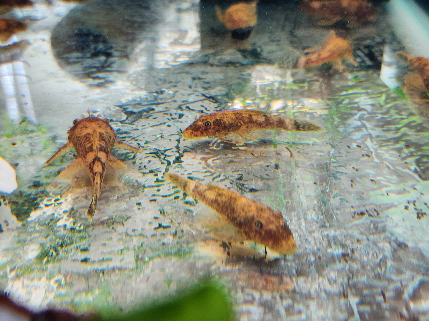 Calico Bristlenose