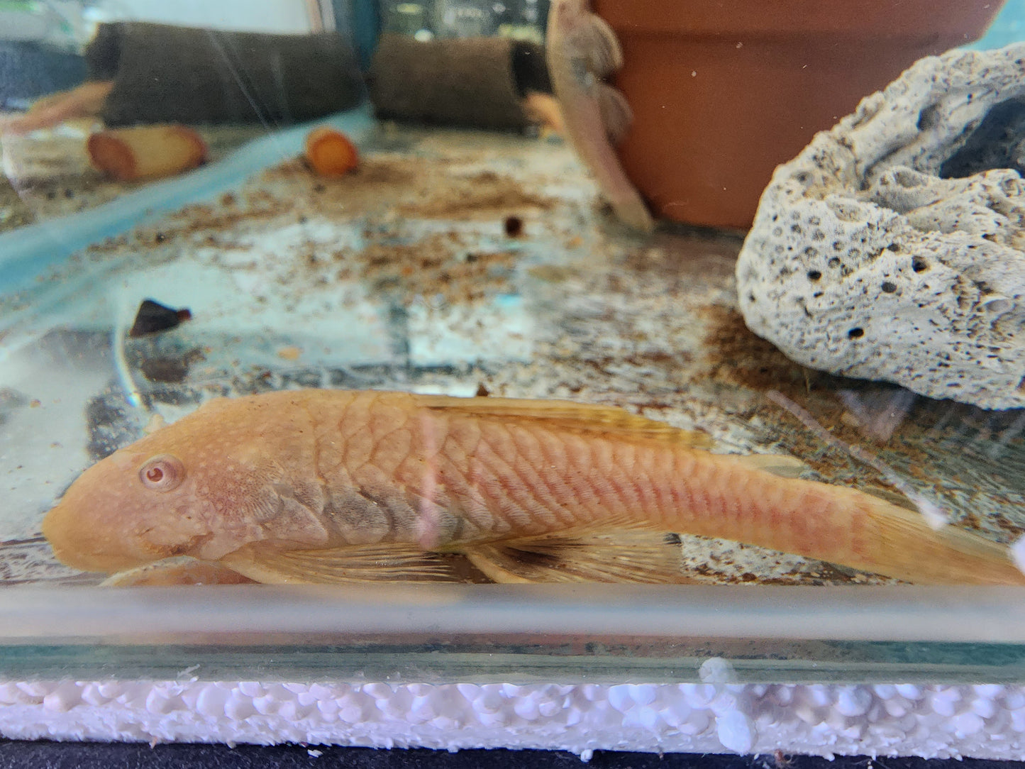 Albino Bristlenose