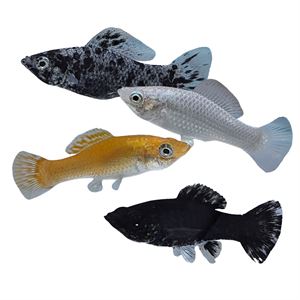4CM ASSORTED MOLLY (Poecilia latipinna)