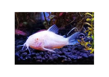 Albino Corydora (special order)